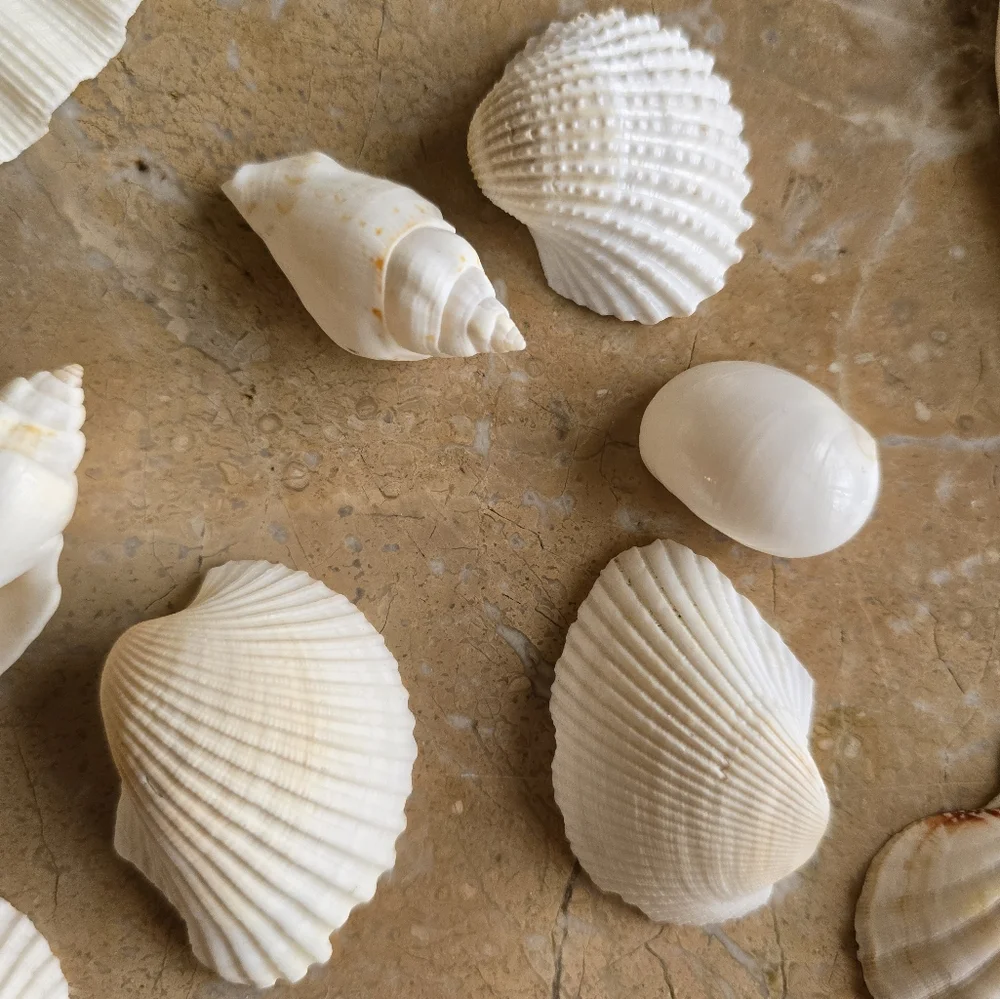 Pottery Barn Mixed White Seashells
